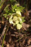 Helleborus caucasicus