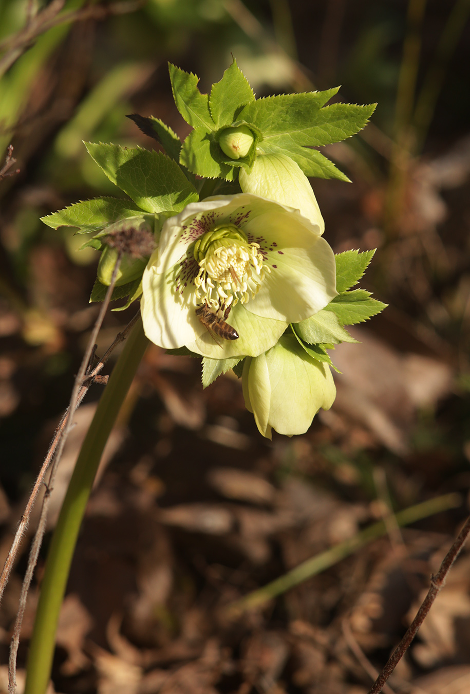 Image of Helleborus caucasicus specimen.