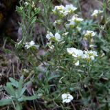 Schivereckia podolica. Побеги с цветками и плодами. Свердловская обл., окр. г. Североуральск, р-н скал Три Брата, берег р. Вагран, скальное обнажение. 14.06.2018.