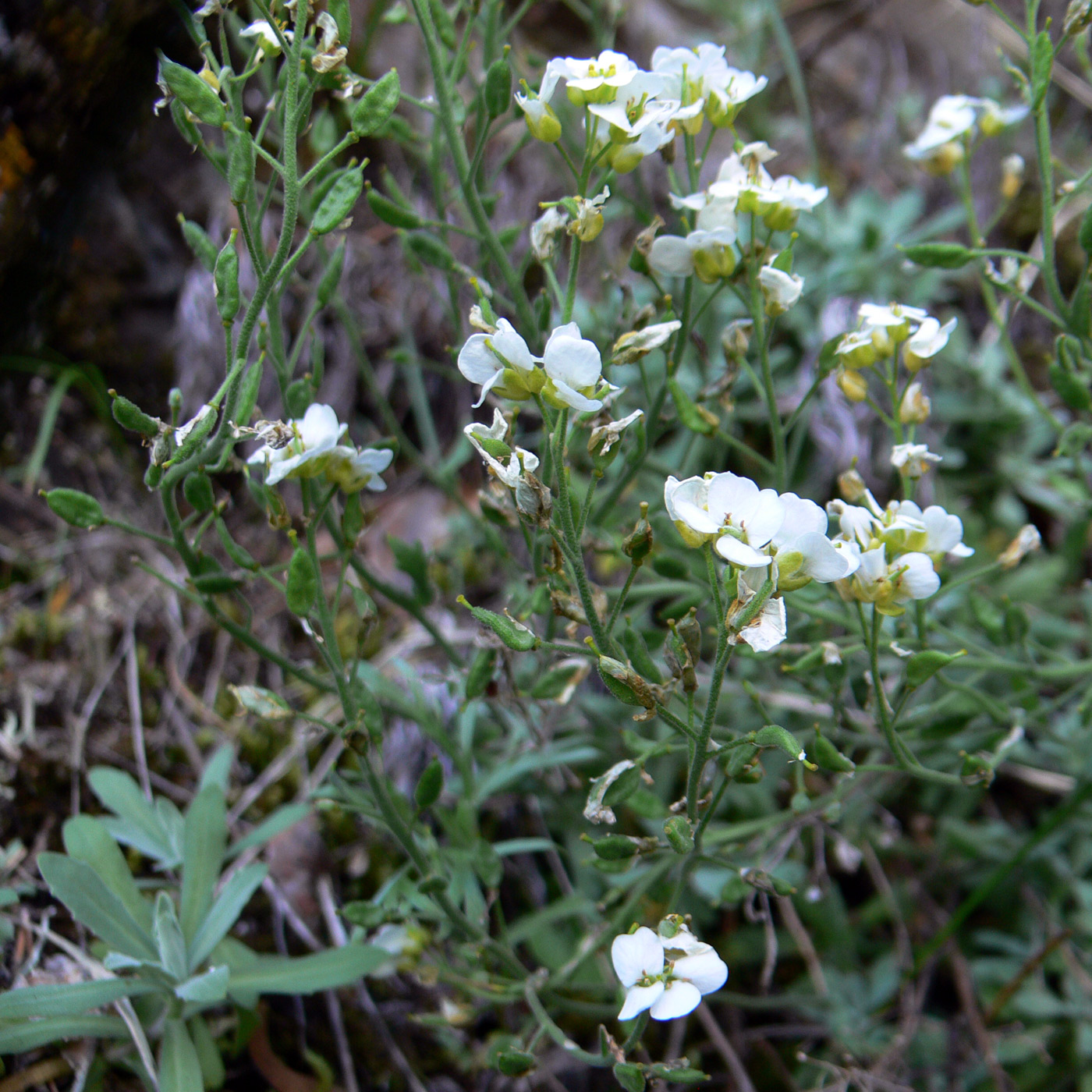 Image of Schivereckia podolica specimen.