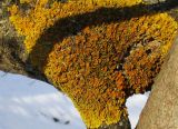 Xanthoria parietina