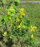 Chamaecytisus ruthenicus