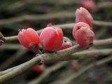 Ephedra foeminea