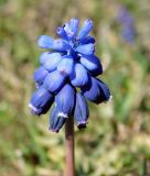 Muscari neglectum