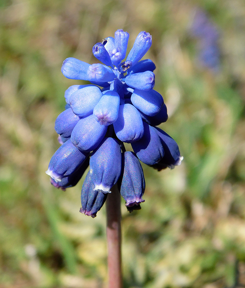 Изображение особи Muscari neglectum.