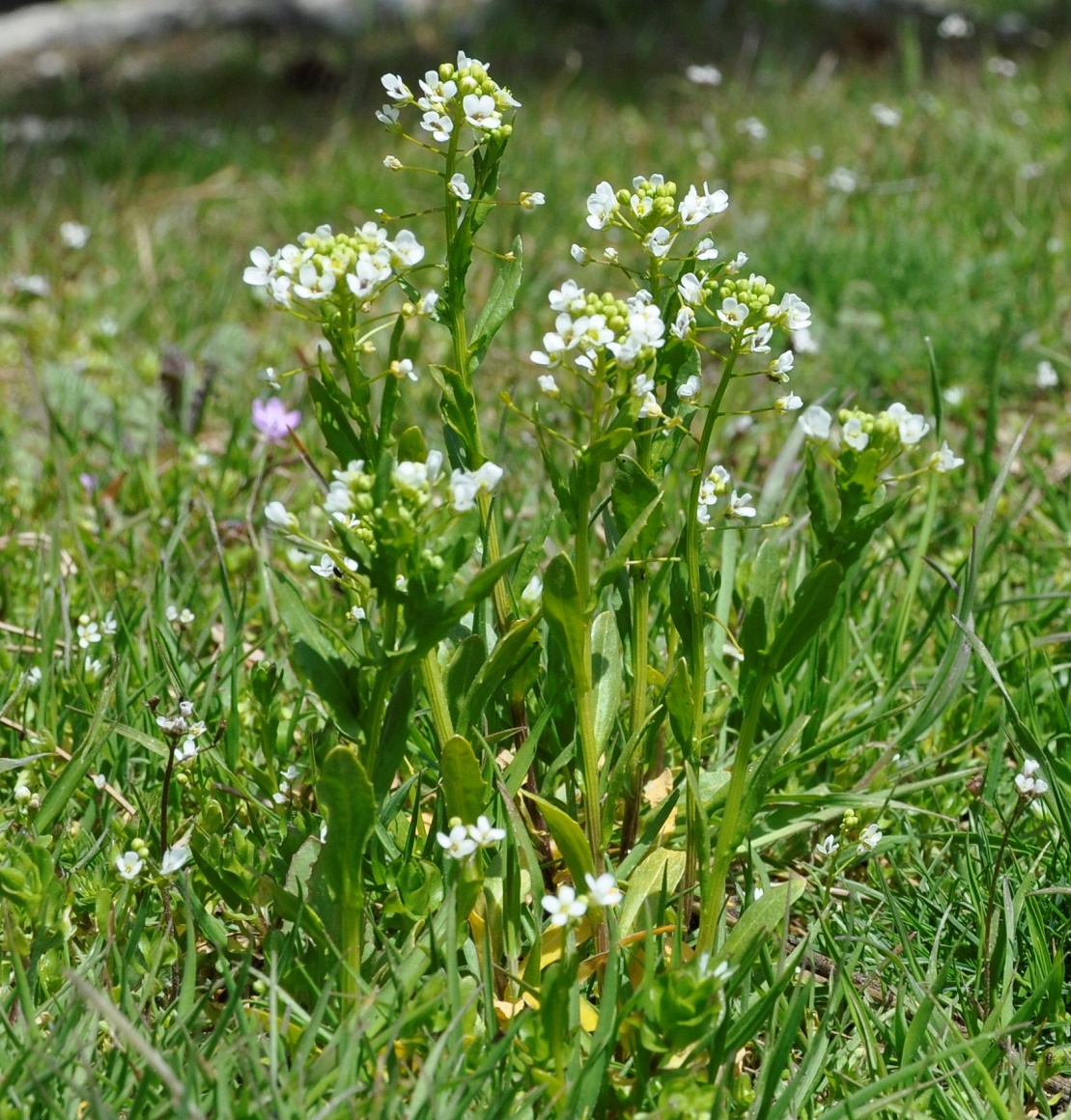 Image of Thlaspi arvense specimen.