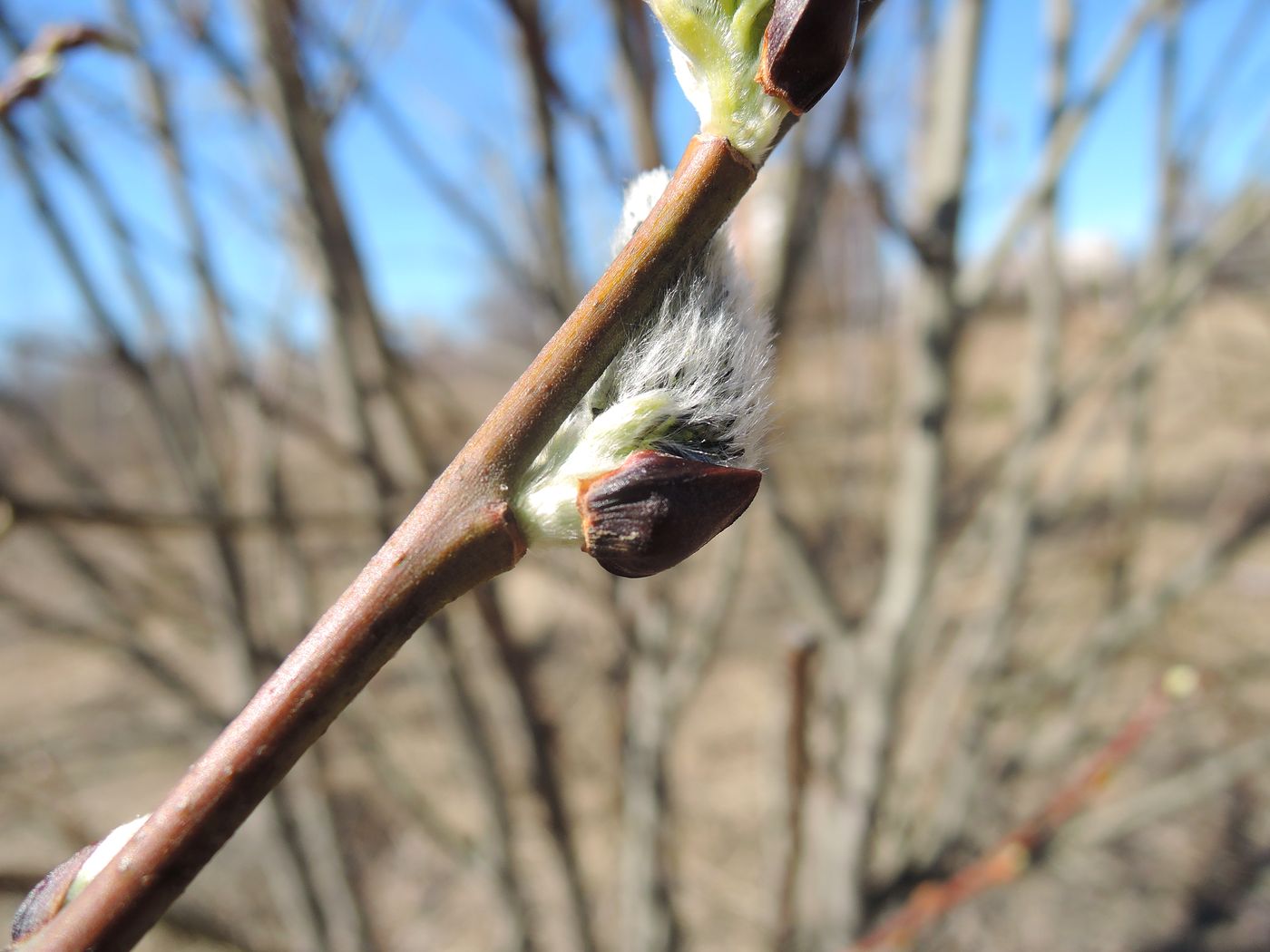 Image of Salix caprea specimen.