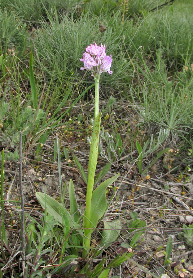 Image of Neotinea tridentata specimen.