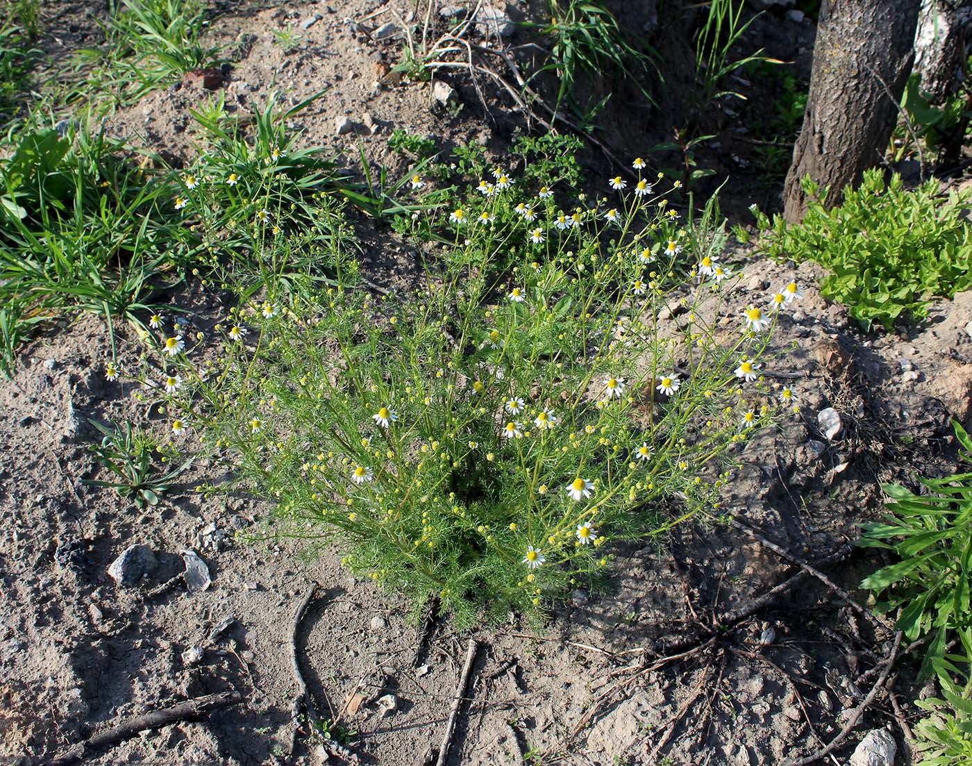 Image of Matricaria recutita specimen.