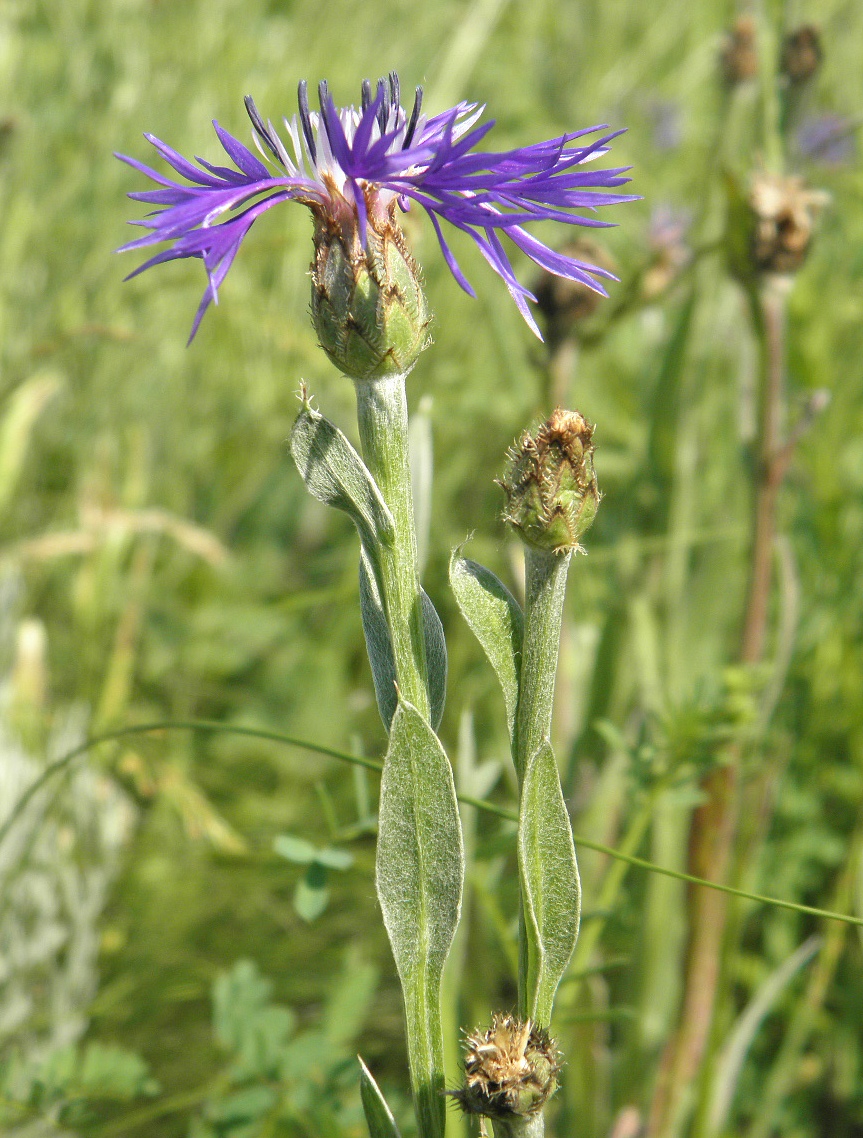 Изображение особи Centaurea tanaitica.