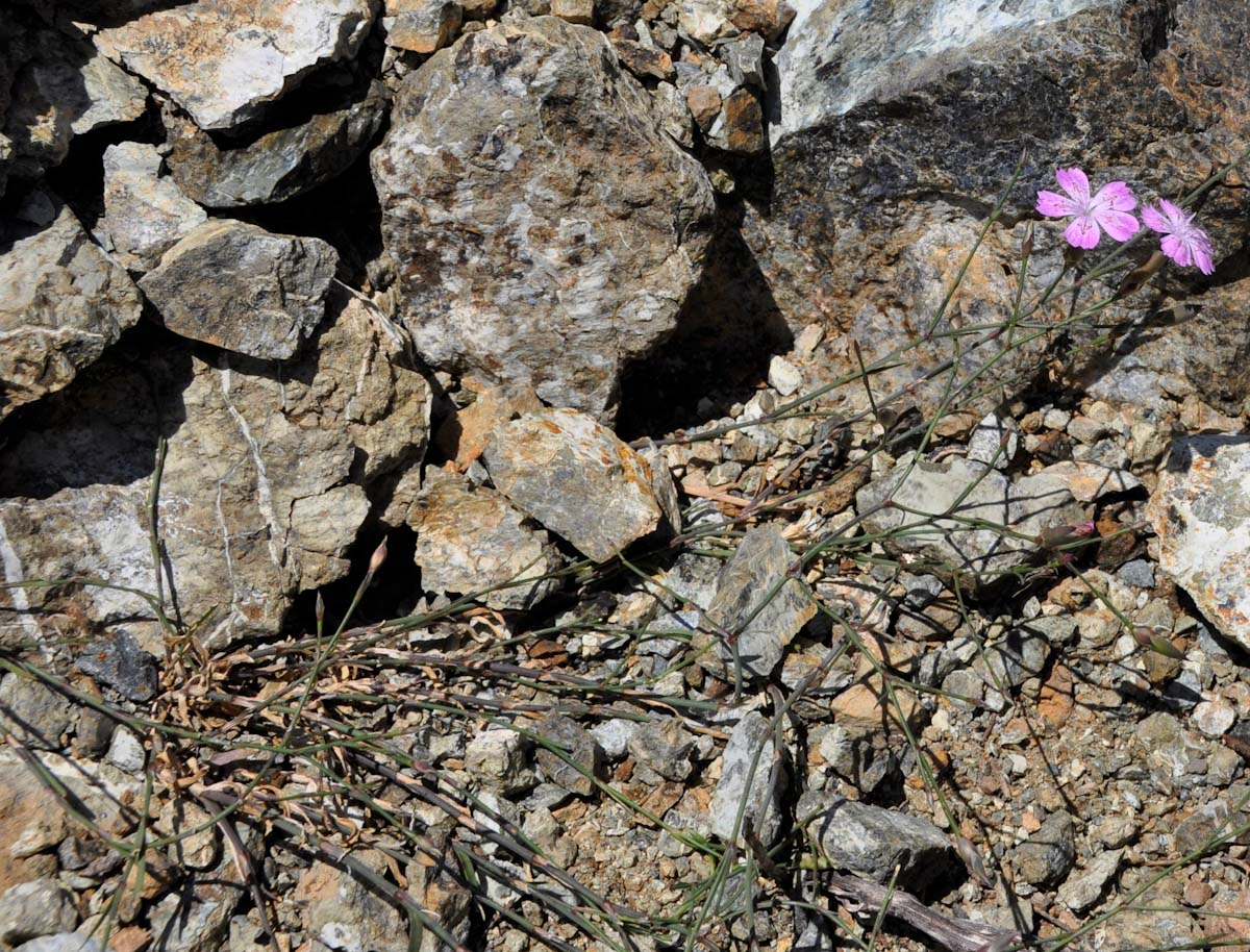 Изображение особи Dianthus strictus ssp. troodi.