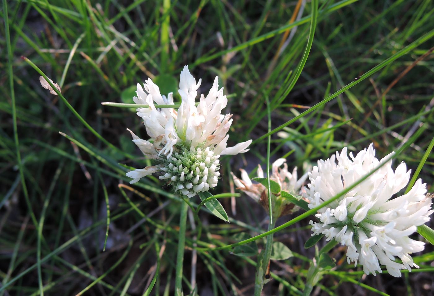 Изображение особи Trifolium pratense.