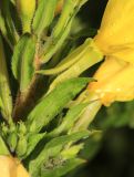 Oenothera rubricaulis