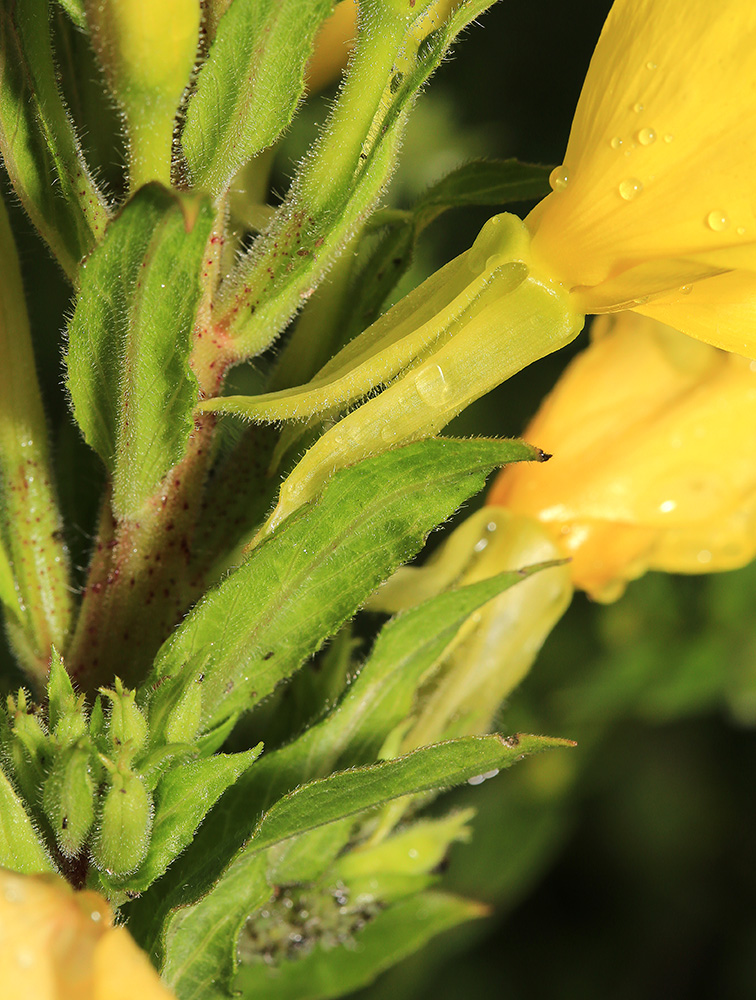 Image of Oenothera rubricaulis specimen.