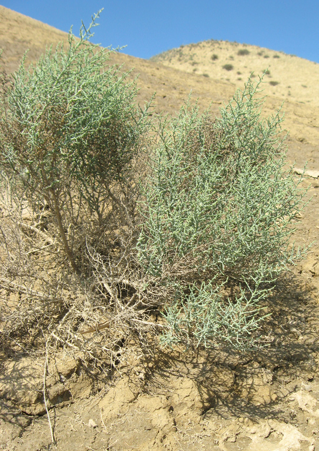 Image of Kalidium foliatum specimen.