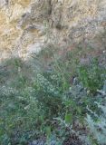 Nepeta cataria. Зацветающие растения. Дагестан, окр. с Талги, каменистый склон у скалы. 05.06.2019.
