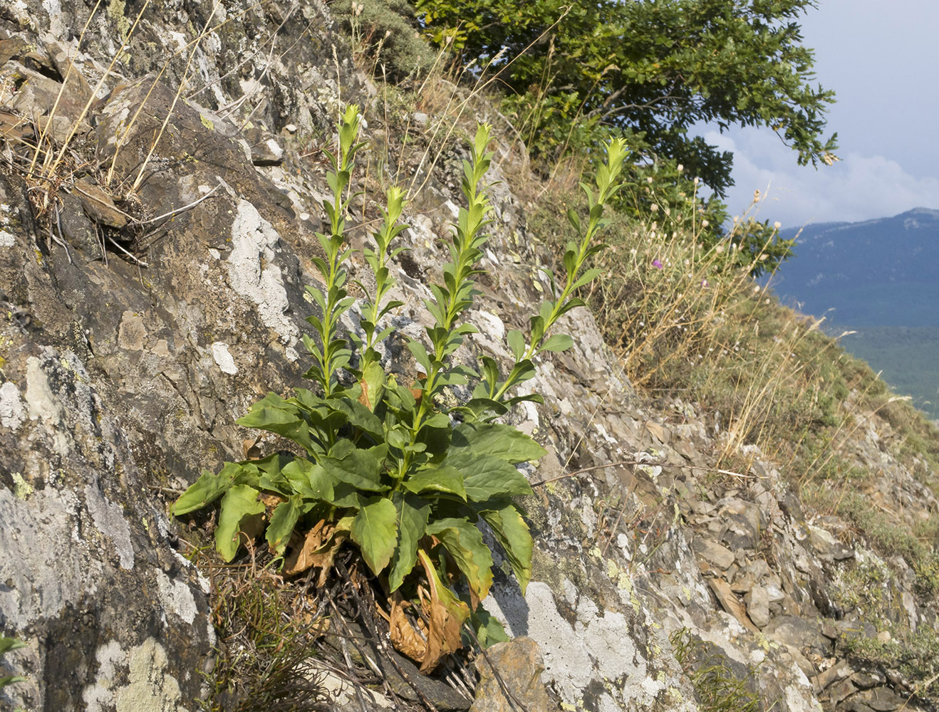 Изображение особи Solidago virgaurea ssp. taurica.