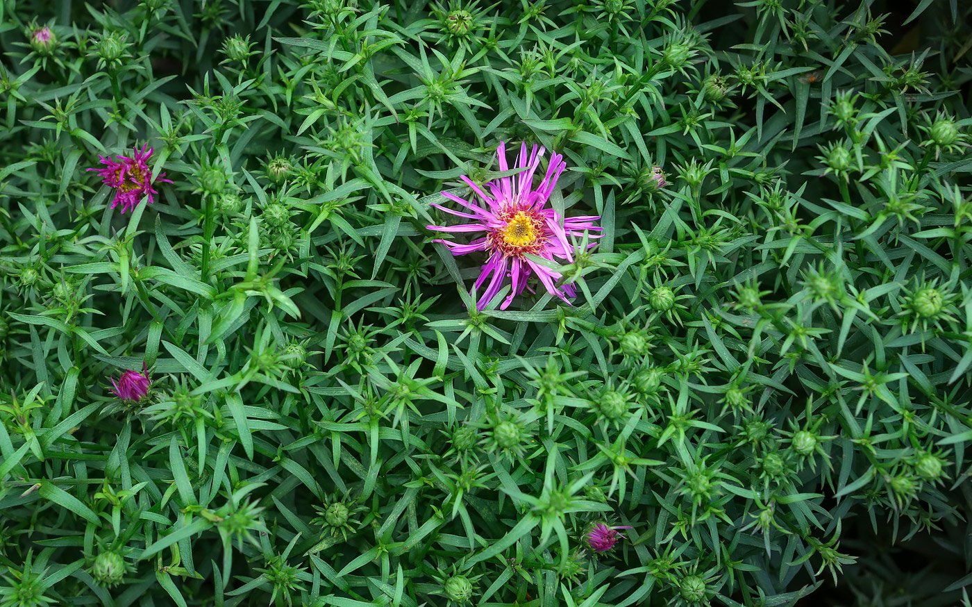 Image of genus Symphyotrichum specimen.