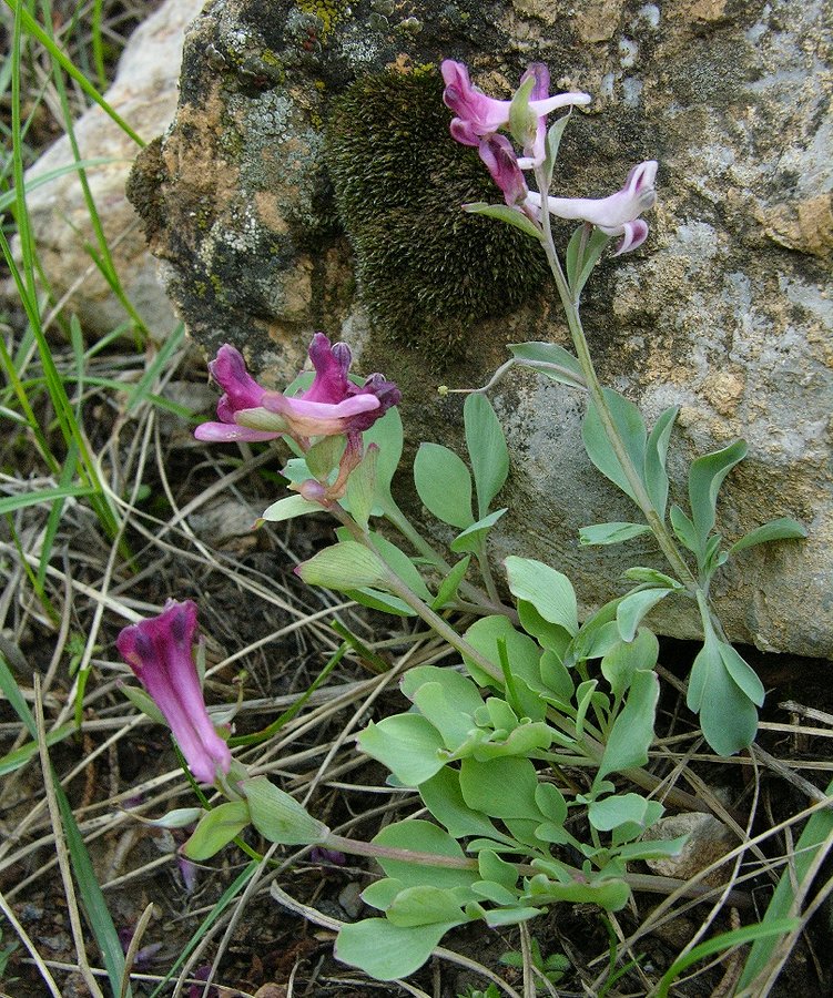 Изображение особи Corydalis ledebouriana.
