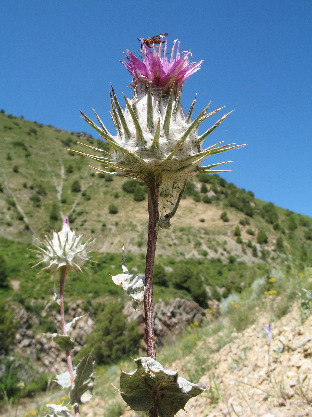 Image of Cousinia kasachstanica specimen.