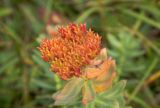 Rhodiola iremelica. Верхняя часть растения со зрелым соплодием. Челябинская обл., Саткинский р-н, национальный парк \"Зюраткуль\", гора Большой Нургуш, ≈ 1400 м н.у.м., в горной тундре. 11.08.2019.