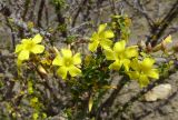 Oxalis gigantea