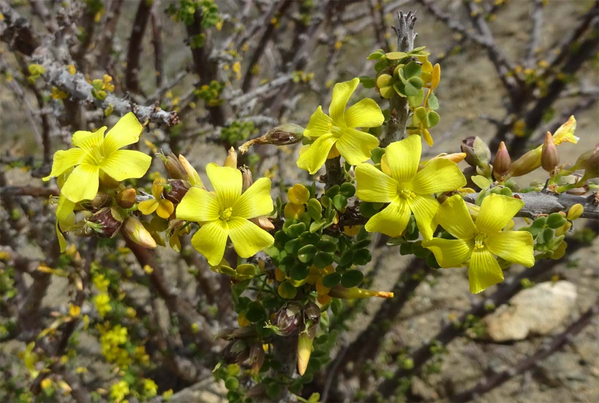 Изображение особи Oxalis gigantea.