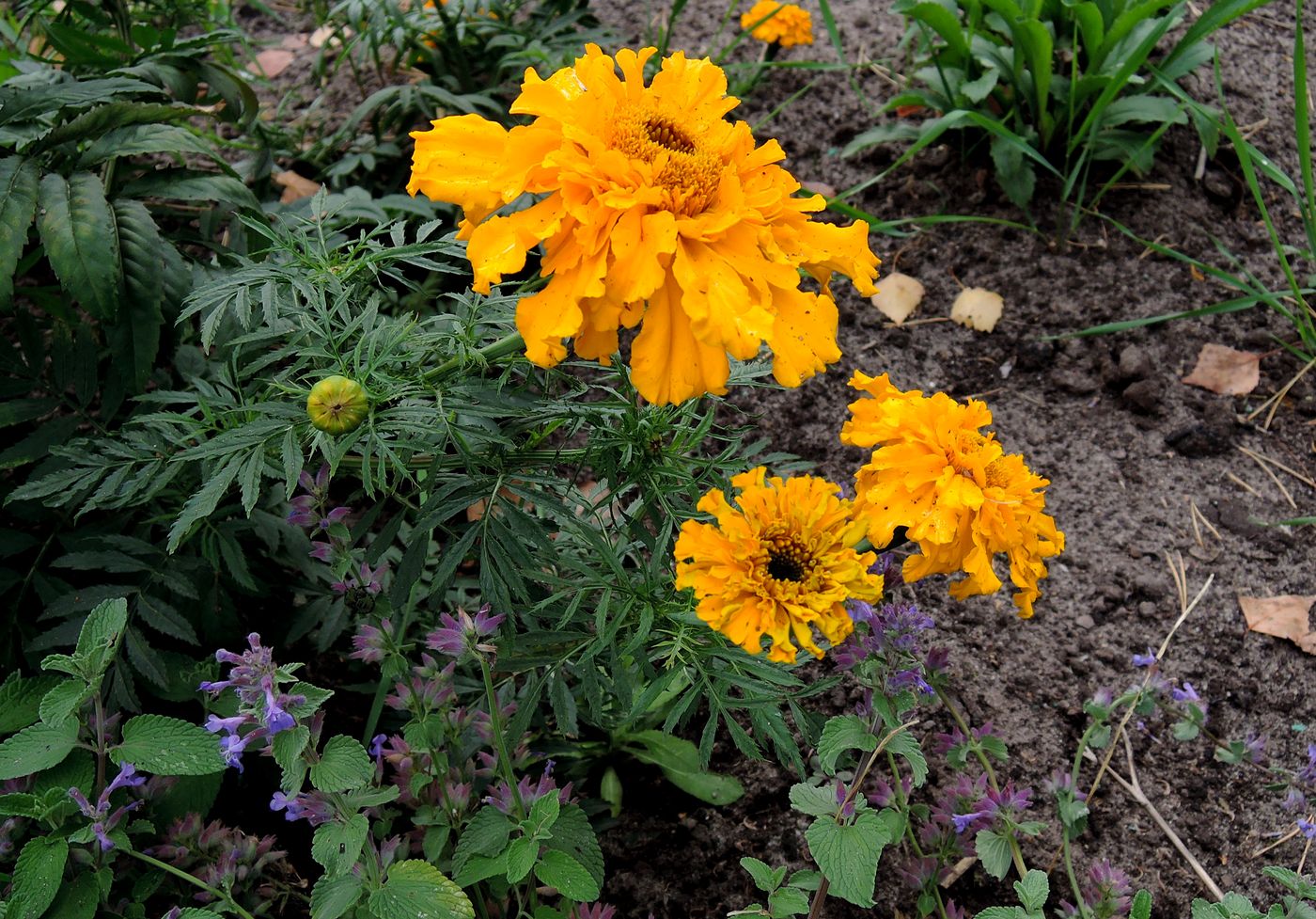 Image of Tagetes erecta specimen.