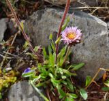 Erigeron thunbergii