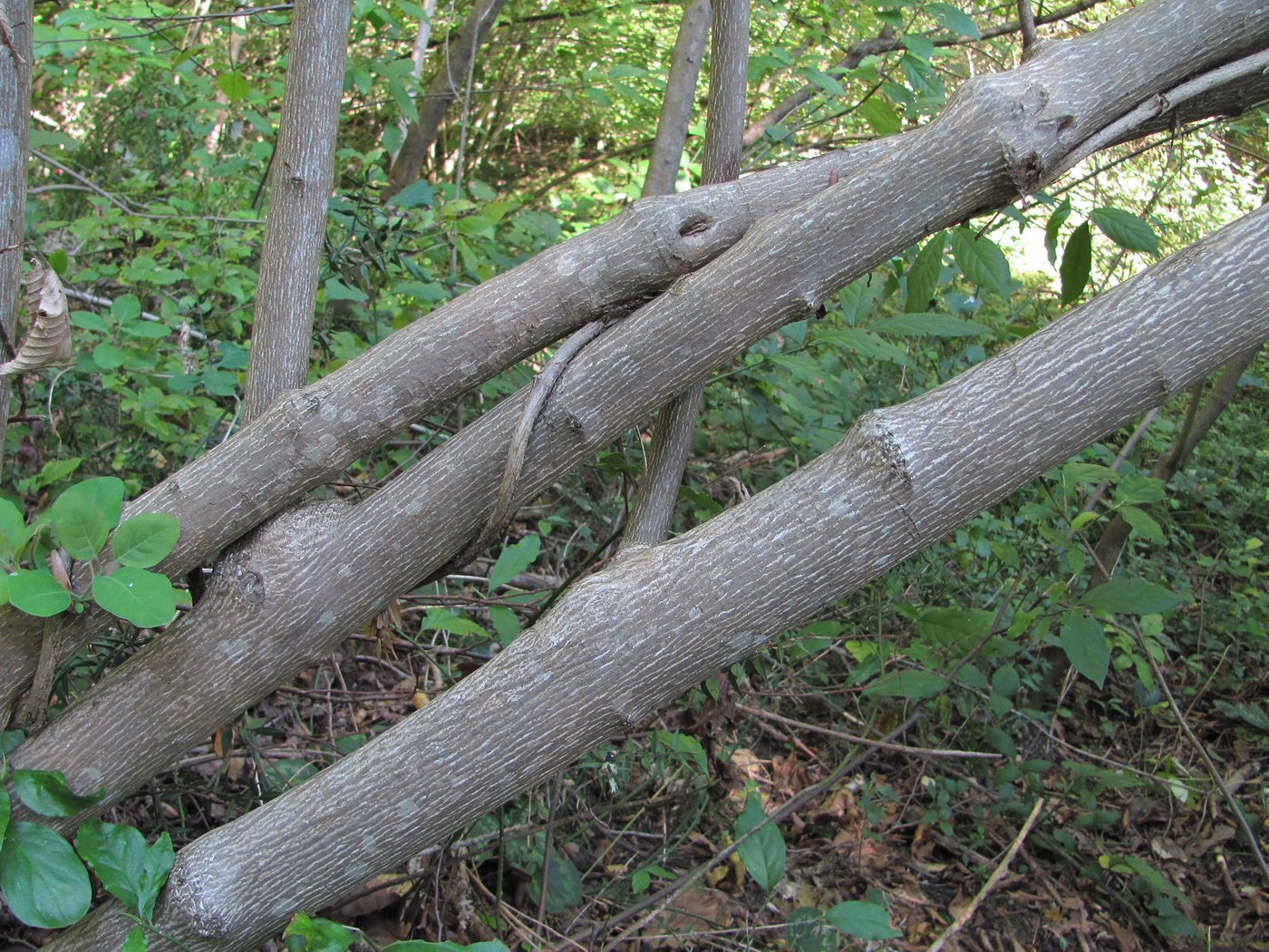 Image of Staphylea colchica specimen.