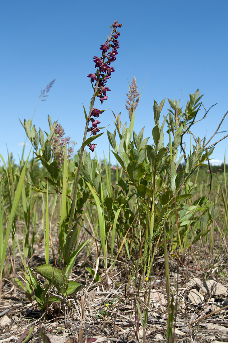 Image of Epipactis atrorubens specimen.