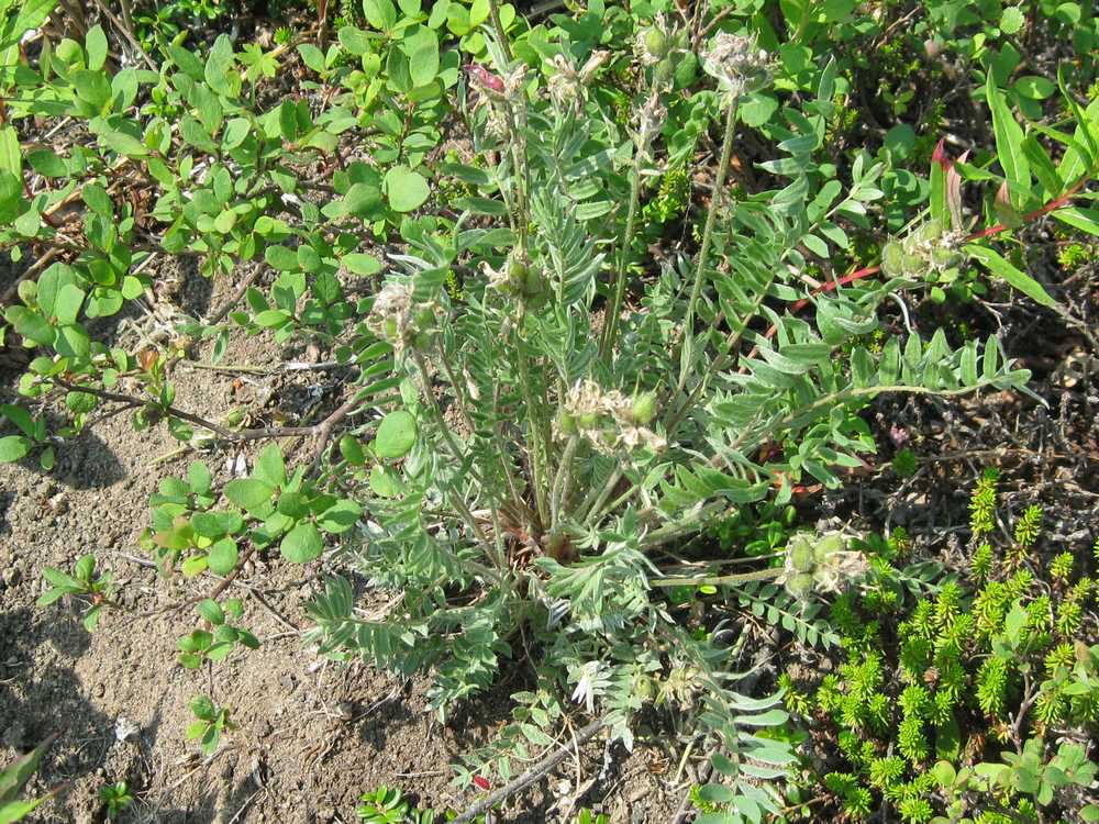 Image of Oxytropis erecta specimen.