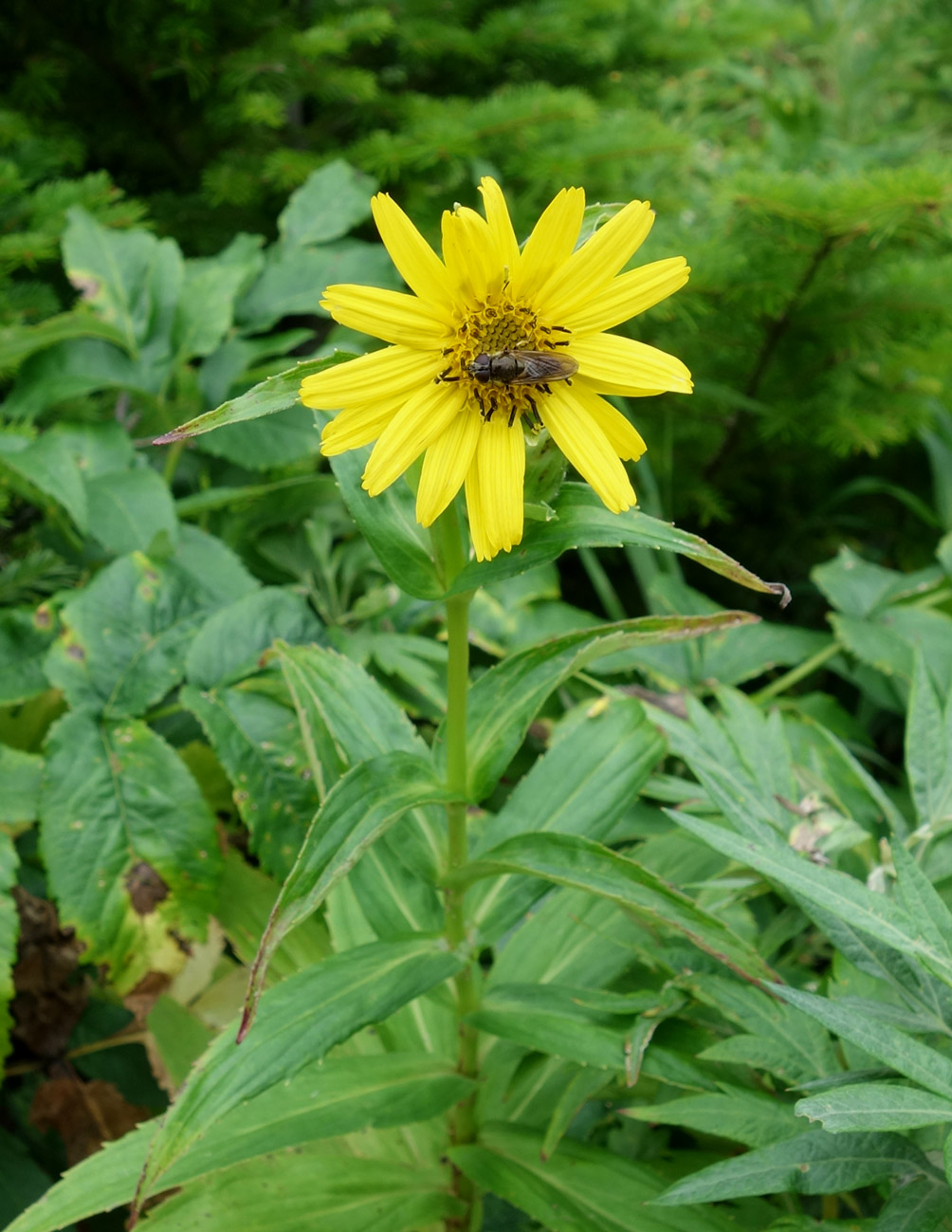 Изображение особи Arnica sachalinensis.