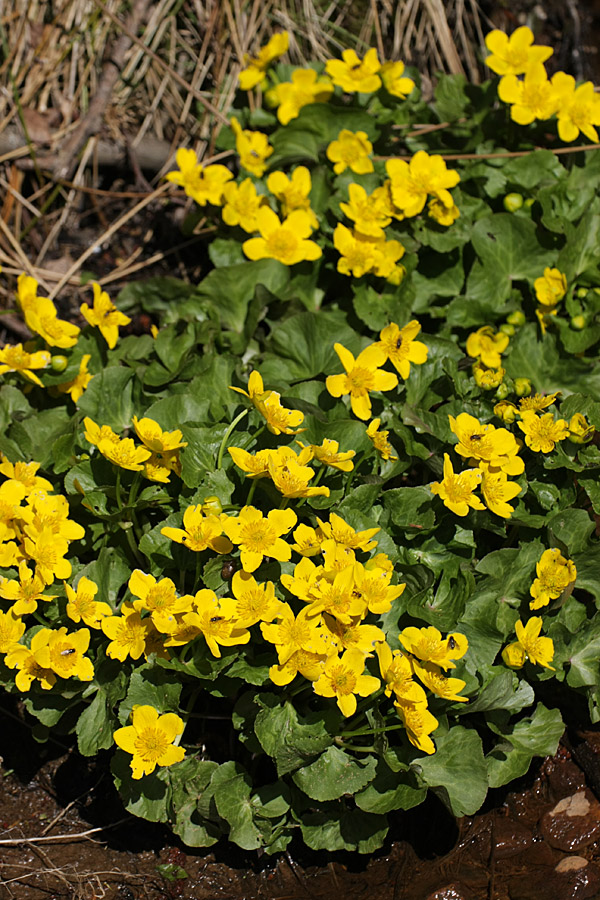 Image of Caltha palustris specimen.