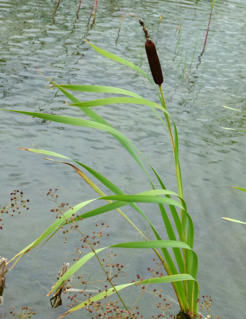 Image of Typha latifolia specimen.