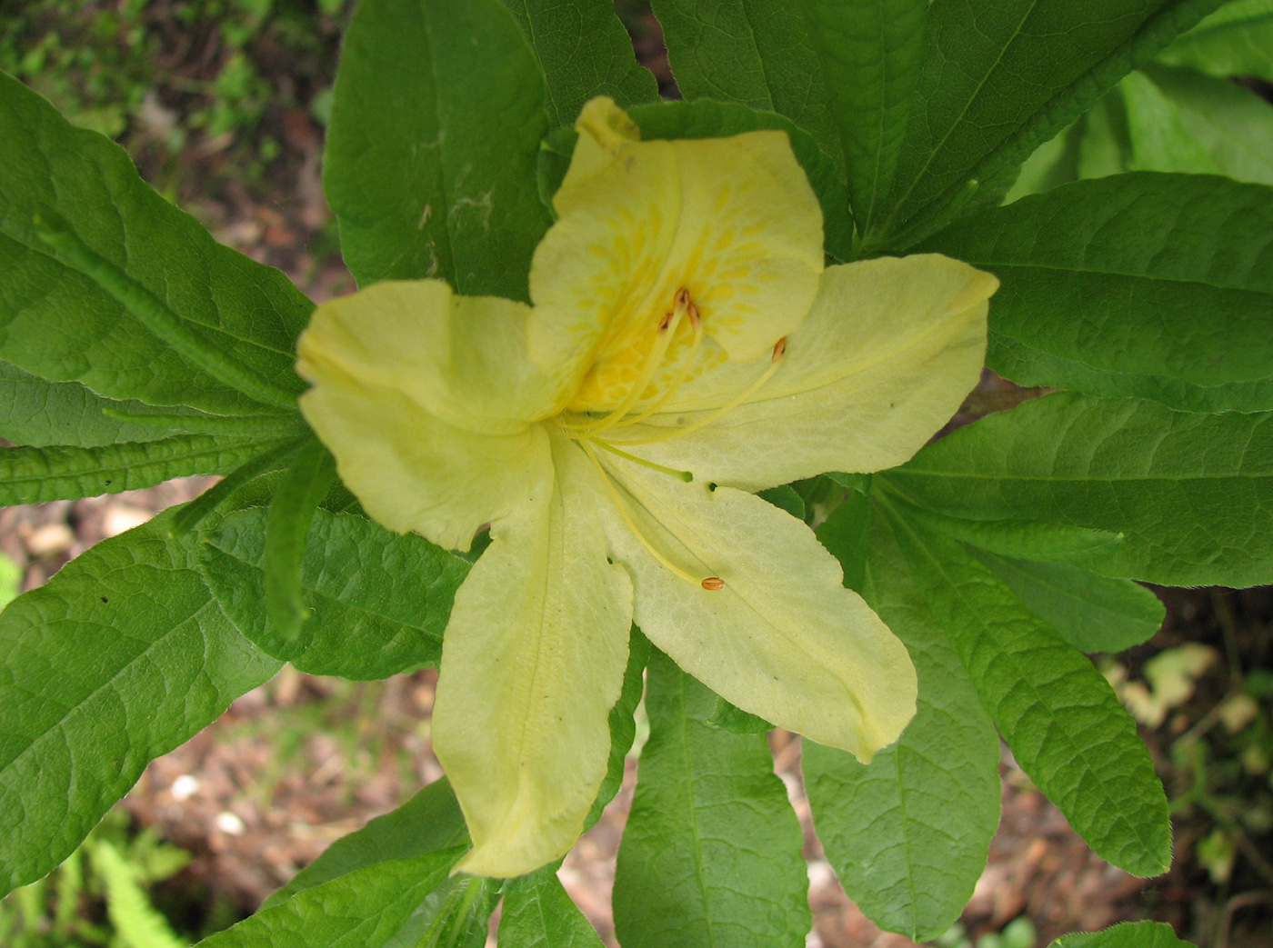 Изображение особи Rhododendron japonicum var. aureum.