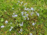 Myosotis sylvatica. Цветущее растение. Беларусь, Гродненская обл., г. Новогрудок, Городской сквер, разреженные древесные посадки. 07.05.2019.