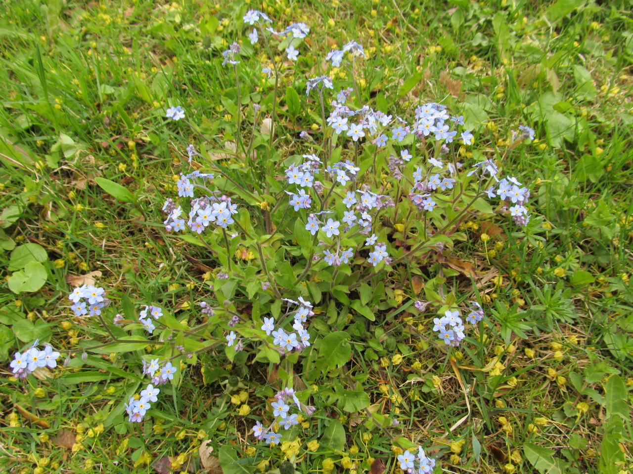 Image of Myosotis sylvatica specimen.