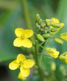 Brassica campestris