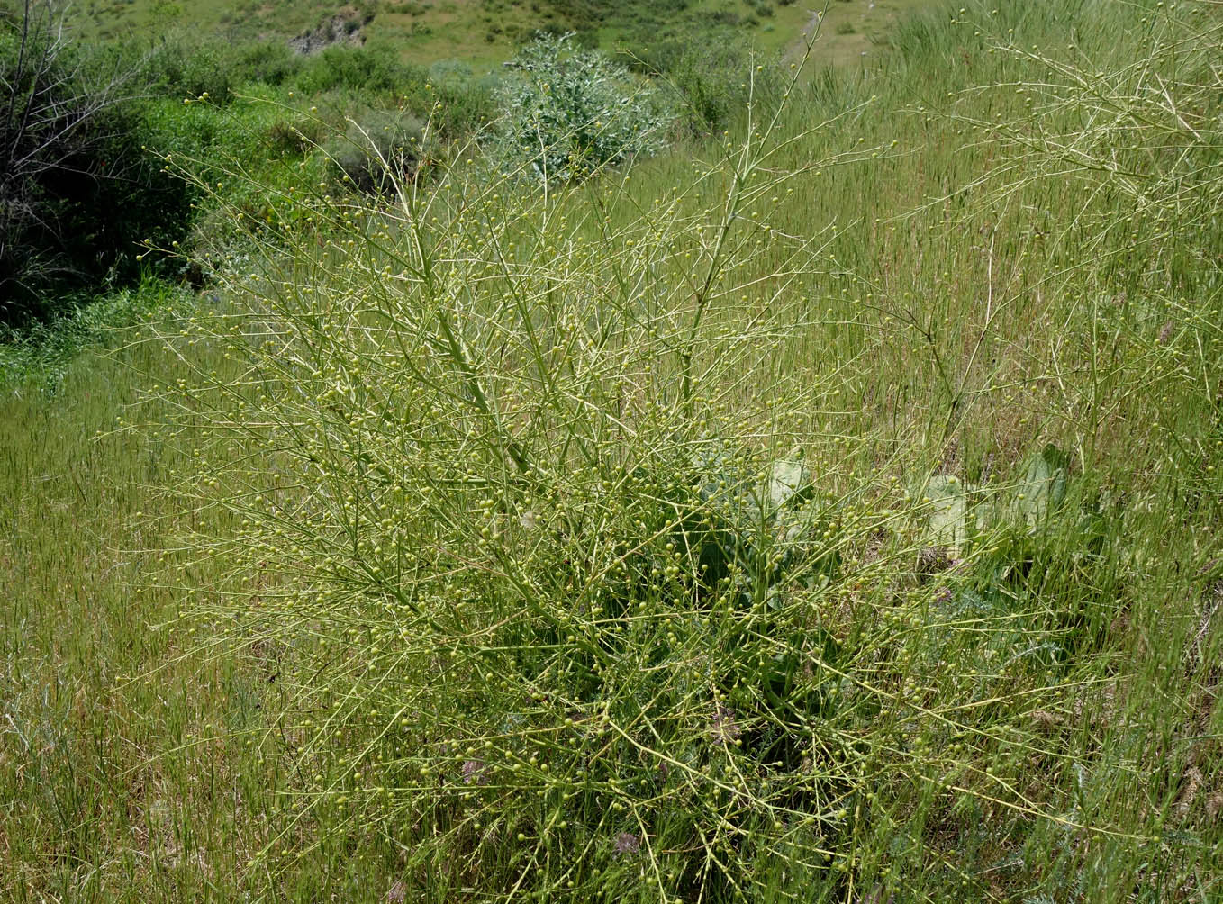 Изображение особи Crambe kotschyana.