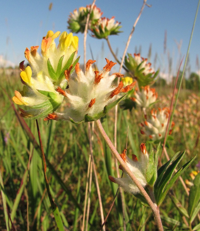 Image of Anthyllis macrocephala specimen.