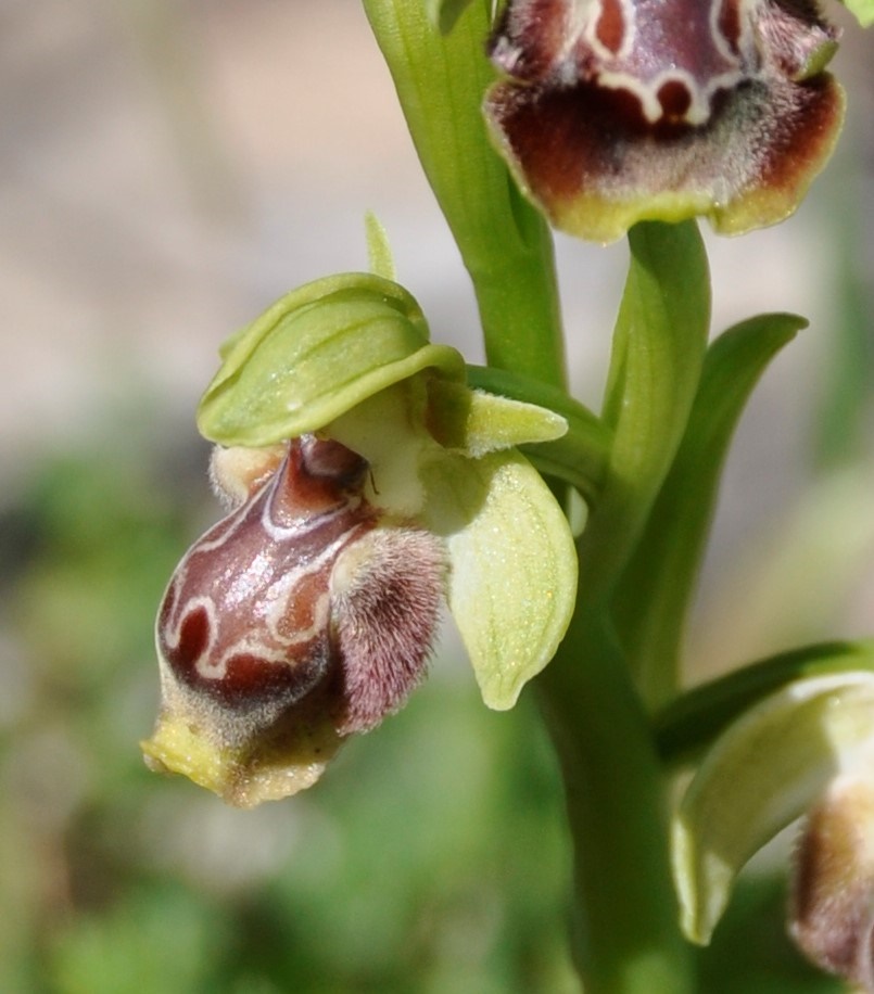 Image of Ophrys flavomarginata specimen.