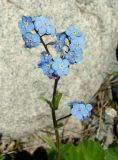 Image of specimen