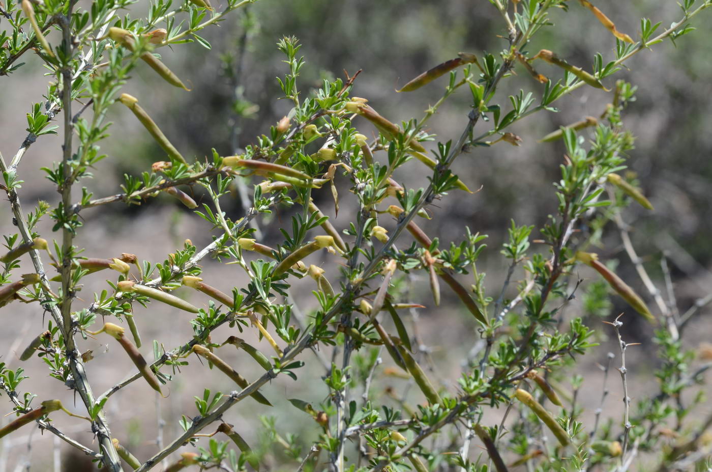 Image of genus Caragana specimen.