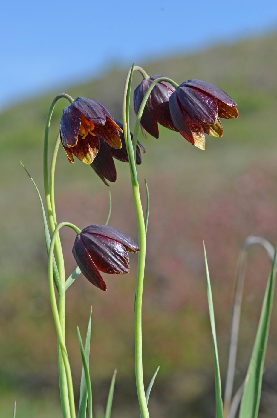 Image of Fritillaria meleagroides specimen.