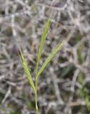 Trachynia distachya