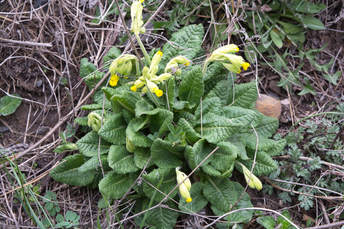 Изображение особи Primula macrocalyx.