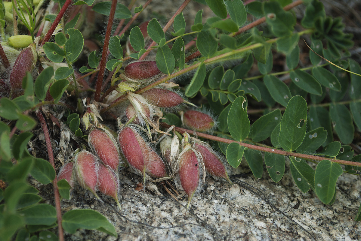 Изображение особи Astragalus schanginianus.