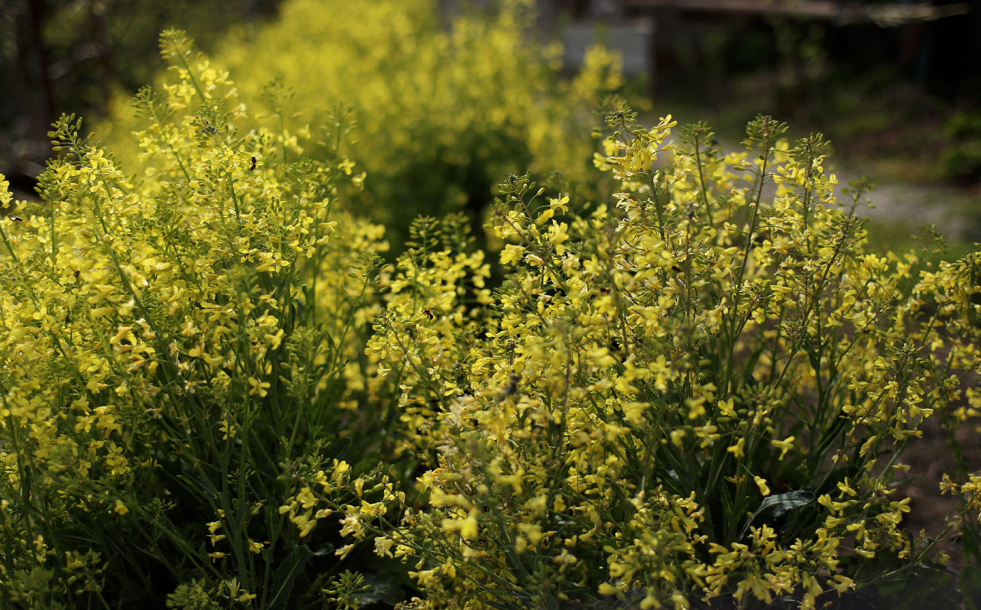 Изображение особи Brassica oleracea var. viridis.