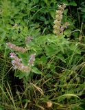 Salvia verticillata